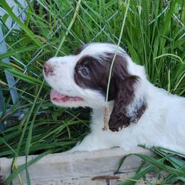 Contentment - White and liver male English Springer Spaniel puppy in Kingsport, Tennessee from Leandra's English Springer Spaniels