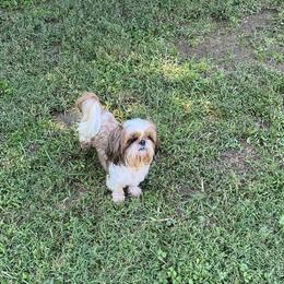 Din - Shih Tzu