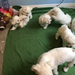 Maltese Puppies from Emotional Amor Support