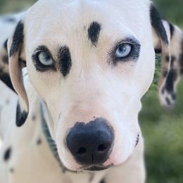 Cleo - Dalmatian