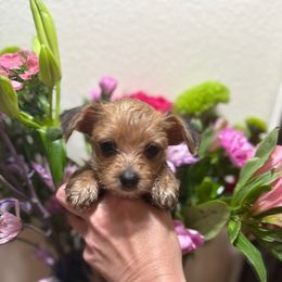 Autumn - Chocolate and tan female Yorkshire Terrier puppy in Deltona, Florida from Oliviero Yorkies
