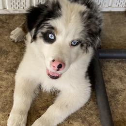 Journey - Blue merle male Miniature American Shepherd puppy in Cocoa, Florida from Cosmic Tides Miniature American Shepherds