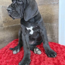 Great Dane Puppies from Top Brackett Danes