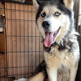 Biscuit - Siberian Husky