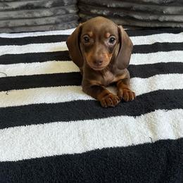 Jenny - Chocolate and tan female Dachshund puppy in Waycross, Georgia from Southern Paws