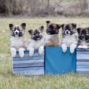 German Shepherd and Icelandic Sheepdog Puppies from Caradoc Kennel