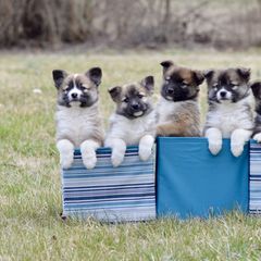 German Shepherd and Icelandic Sheepdog Puppies from Caradoc Kennel