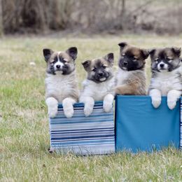 German Shepherd and Icelandic Sheepdog Puppies from Caradoc Kennel