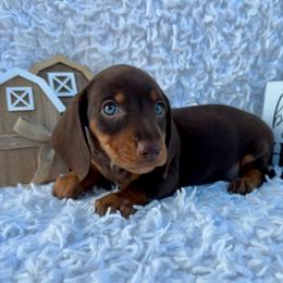 John - Chocolate and tan male Dachshund puppy in Colbert, Oklahoma from Brooke Crenshaw