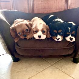 Cavalier King Charles Spaniel Puppies from Ohana Cavalier King Charles Spaniels