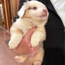 Autumn - Red merle female Miniature American Shepherd puppy in Ballico, California from SierraVu Minis