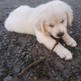 Golden Retriever Puppies from Happy Home English Cream Golden Retriever Breeders of SC