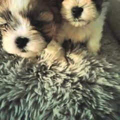 Shorkie and Yorkipoo Puppies from Tina-Marie's Pups