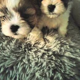 Shorkie and Yorkipoo Puppies from Tina-Marie's Pups