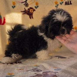 Blue - Blue and white male Shih Tzu puppy in Newark, Ohio from Gemini Kennels