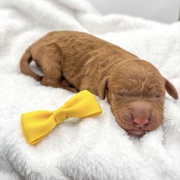 Freddy red - Red  male Goldendoodle puppy in Lewisville, Texas from Zink Doodles