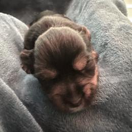 Eljay - Chocolate and tan male Yorkshire Terrier puppy in Walker, Louisiana from Precious Yorkies