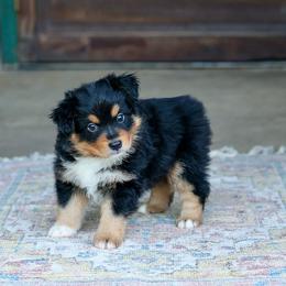 Salty Dog - Black tri male Miniature Australian Shepherd puppy in Prague, Oklahoma from Clay Creek Aussies