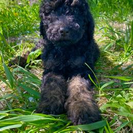 Rodger - Tri-color male Bernedoodle puppy in Spring Valley, Wisconsin from Filipiak Breeders