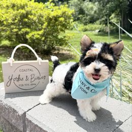 Tiffany - Black tan and white female Biewer Terrier puppy in North Chelmsford, Massachusetts from Coastal Yorkshire Terrier Yorkies & Biewer Terriers