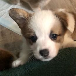 Pembroke Welsh Corgi Puppies from Delaney’s Corgis