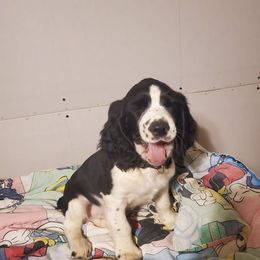 English Springer Spaniel Puppies from Spring of Joy Kennel