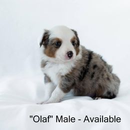 Miniature American Shepherd and Miniature Australian Shepherd Puppies from Carrie Johnson