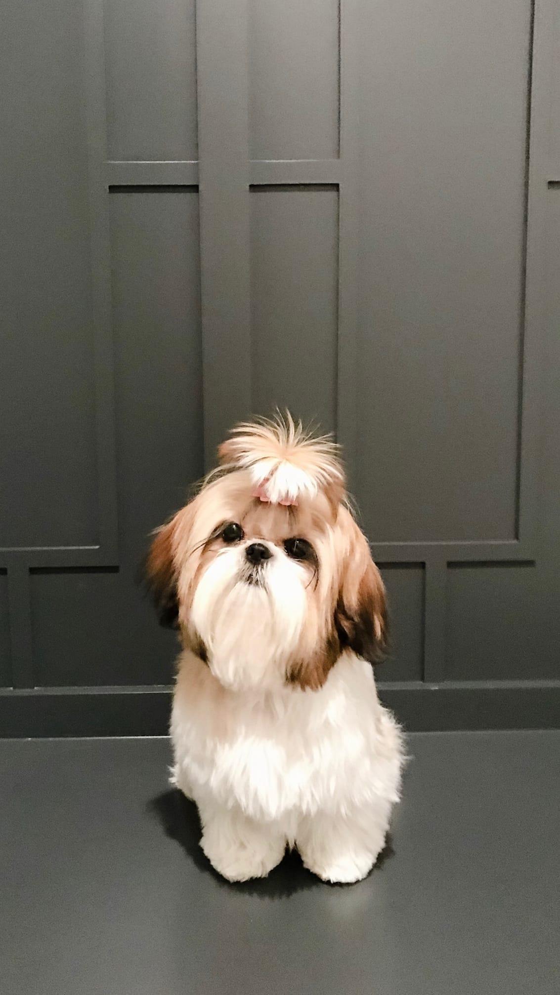 Shih Tzus from Vintage Garden Shih Tzu