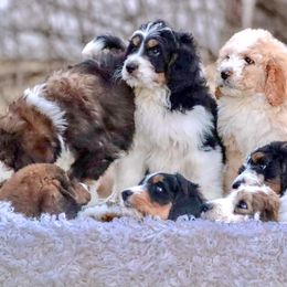 Bernedoodle and Bernese Mountain Dog Puppies from Mountain Top Bernedoodles