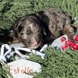 Estella - Merle female Bernedoodle puppy in Wilkesboro, North Carolina from Bernedoodle Love Puppies