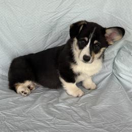 Heidi - Black and tan female Pembroke Welsh Corgi puppy in Creston, Iowa from GSF Pembroke Welsh Corgis