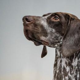 Stella - German Shorthaired Pointer