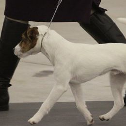 Parson Russell Terriers from Thunder Hill Terriers