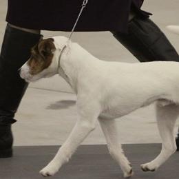 Parson Russell Terriers from Thunder Hill Terriers