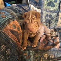 Chinese Shar-Pei Puppies from Bilderbear Shar-Pei