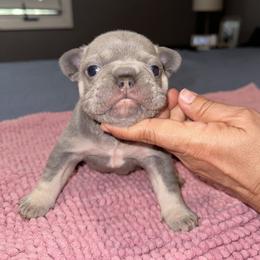 Blacky - Blue male French Bulldog puppy in Bolingbrook, Illinois from Flores Frenchies