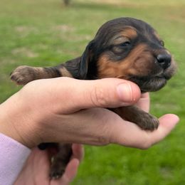 Rowan - Red male Dachshund puppy in Troup, Texas from East Texas Dachshunds