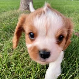 Cavalier King Charles Spaniel Puppies from Strawberry Hill Cavaliers