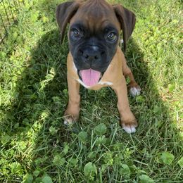 Boxer Puppies from Sand Creek Boxer Kennel