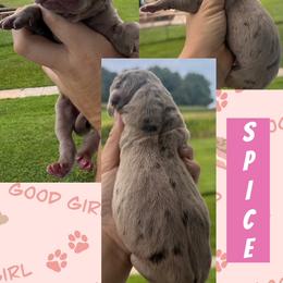Spice - Merle female Great Dane puppy in Wellsville, New York from Prophecy Danes