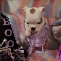 Captain Tony - Red brindle and white male Bulldog puppy in Odessa, Texas from B-Hive Bulldogs