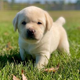 Labrador Retrievers from OBrien Labradors