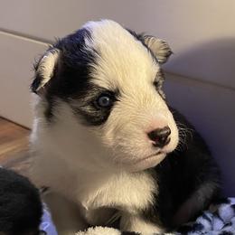 Cooper - Black and white male Siberian Husky puppy in Diamond Lake, Washington from Husky Haven WA