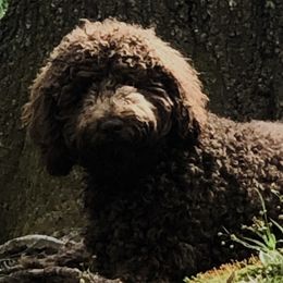 Bowser - Goldendoodle