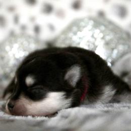 Pomsky Puppies from Saint Peters Pomskies