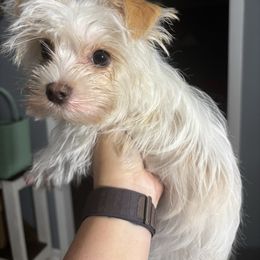 Sundae - Yorkshire Terrier