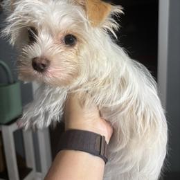 Sundae - Yorkshire Terrier