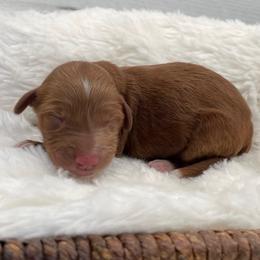 Holly - Red  female Goldendoodle puppy in Kansas City, Kansas from Bella & Ivy’s Mini Goldendoodles of KC
