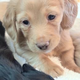 Brinkley - Red female Dachshund puppy in Caulfield, Missouri from Hocomo Hollow Doxies