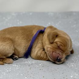 Shirley - Apricot female Australian Labradoodle puppy in Sacramento, California from Little Farmstead Labradoodles